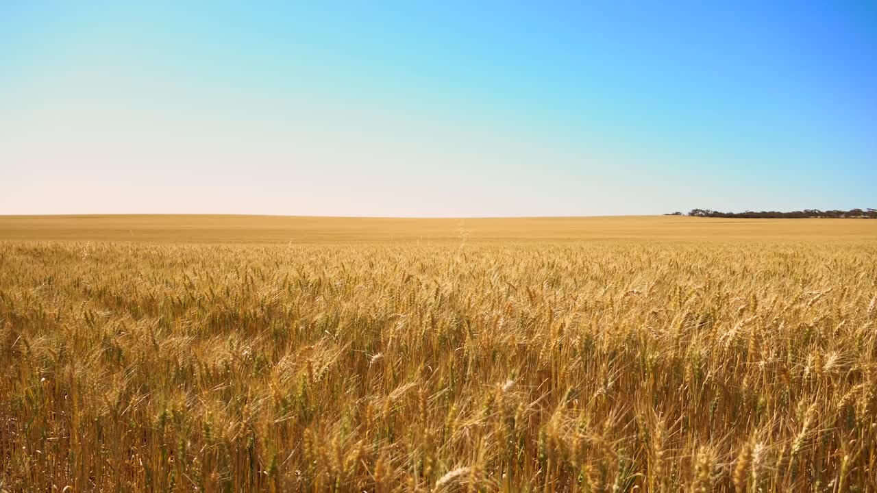 trigo en el sol de verano