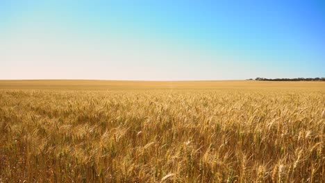 wheat in the summer sun