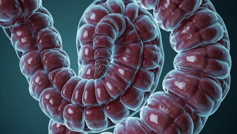 3d model of the intestines
