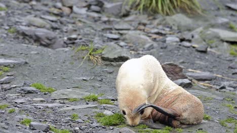 raro cachorro de lobo marino antártico leucístico en cooper bay en georgia del sur