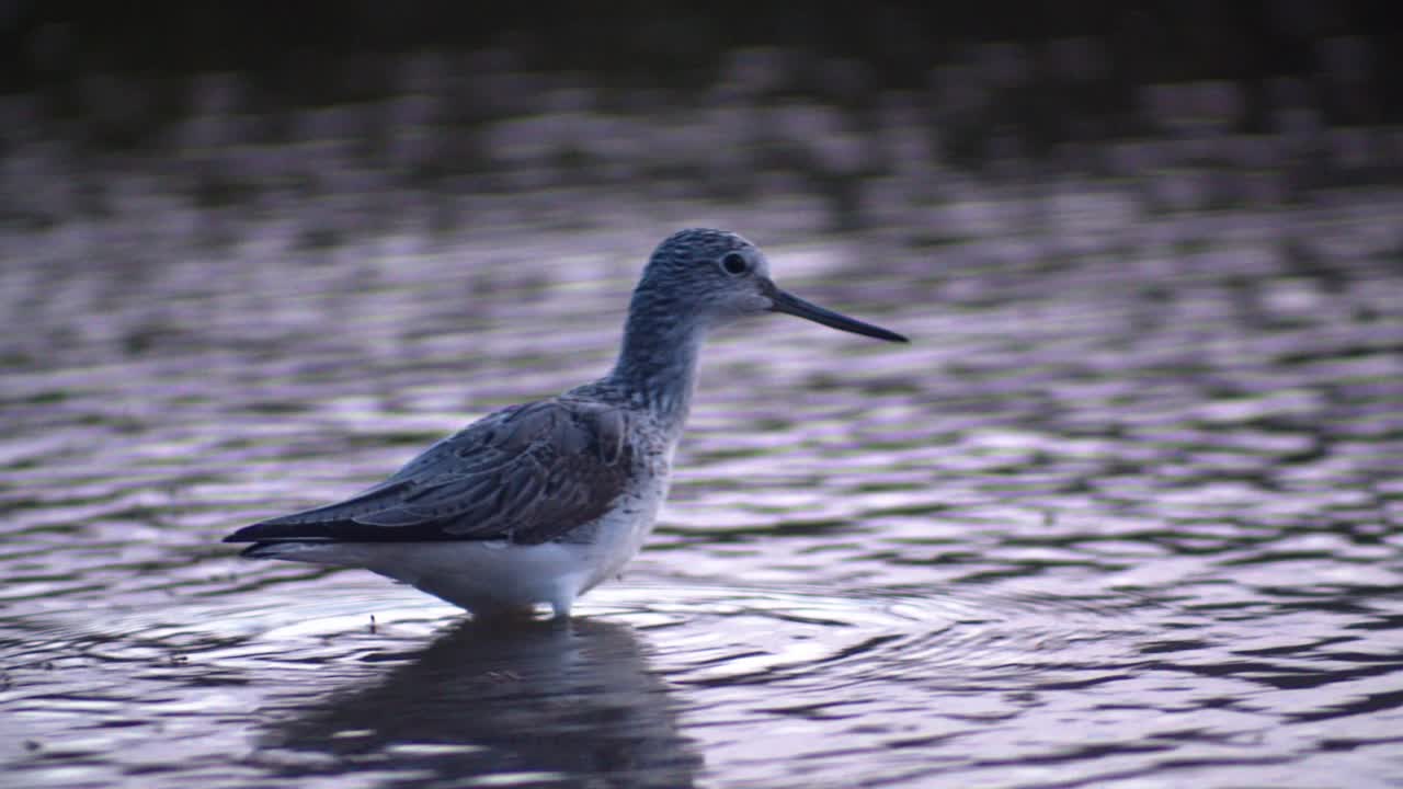 물 표면에 비행하는 곤충을 먹는 일반적인 greenshank 새, 추적 샷