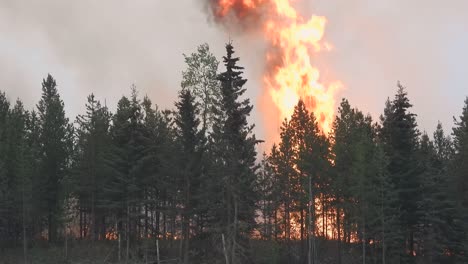 High-fire-flames-rising-above-the-pine-tree-forest-during-Alberta-Wildfires