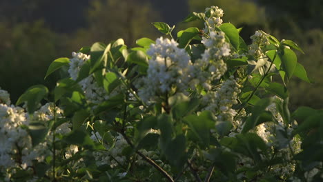 flor de primavera