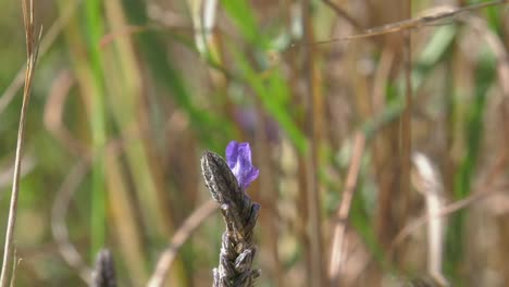 Honigbiene-Auf-Einer-Wildblume-Auf-Dem-Land