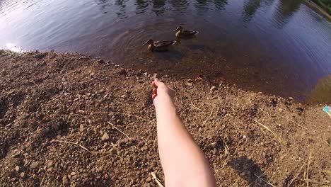 ducks by the riverbank