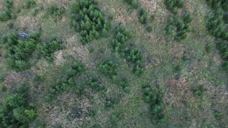 Niederösterreichischer-Schwarzwald-Nahe-Dem-Semmering,-Gefilmt-Mit-Drohne-Von-Oben-In-4k-An-Einem-Sommertag