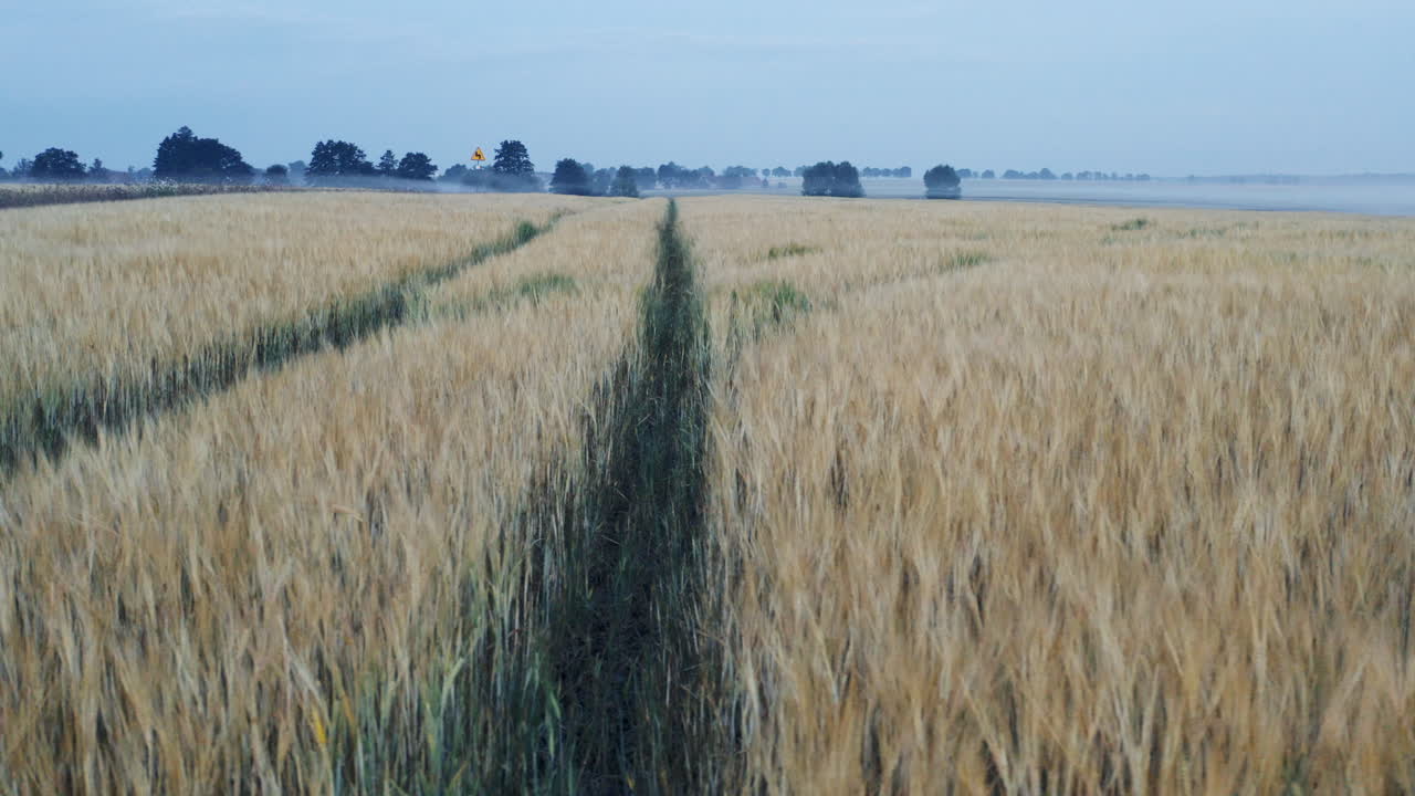 Drone dolly left to right - mysterious wheat field at dawn stretches into the distance, with two narrow paths cutting through the golden stalks under a soft, hazy sky.