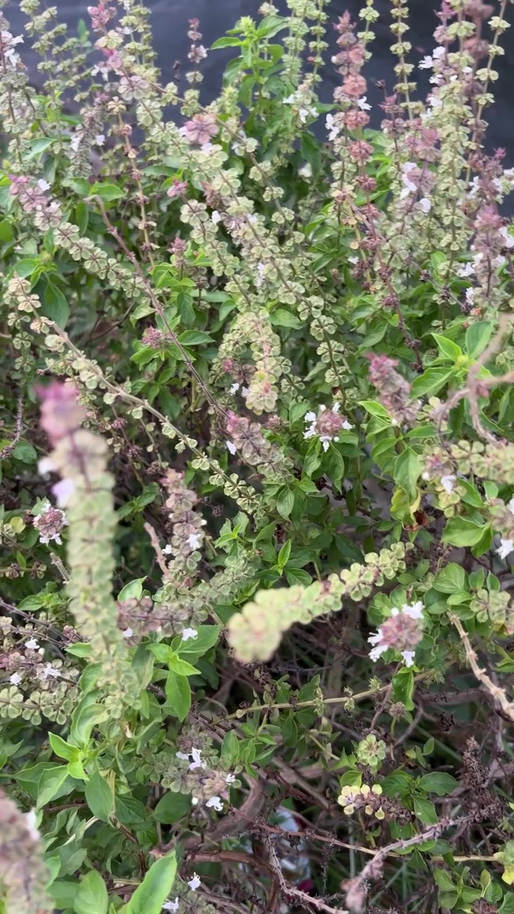 Pianta di basilico verde con delicati fiori viola e bianchi