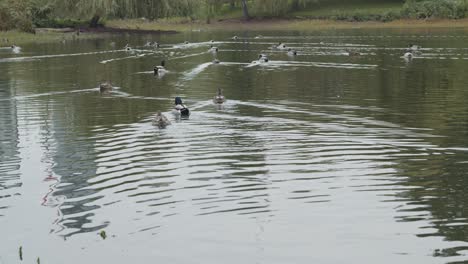 Many-Mallard-ducks-swimming-away