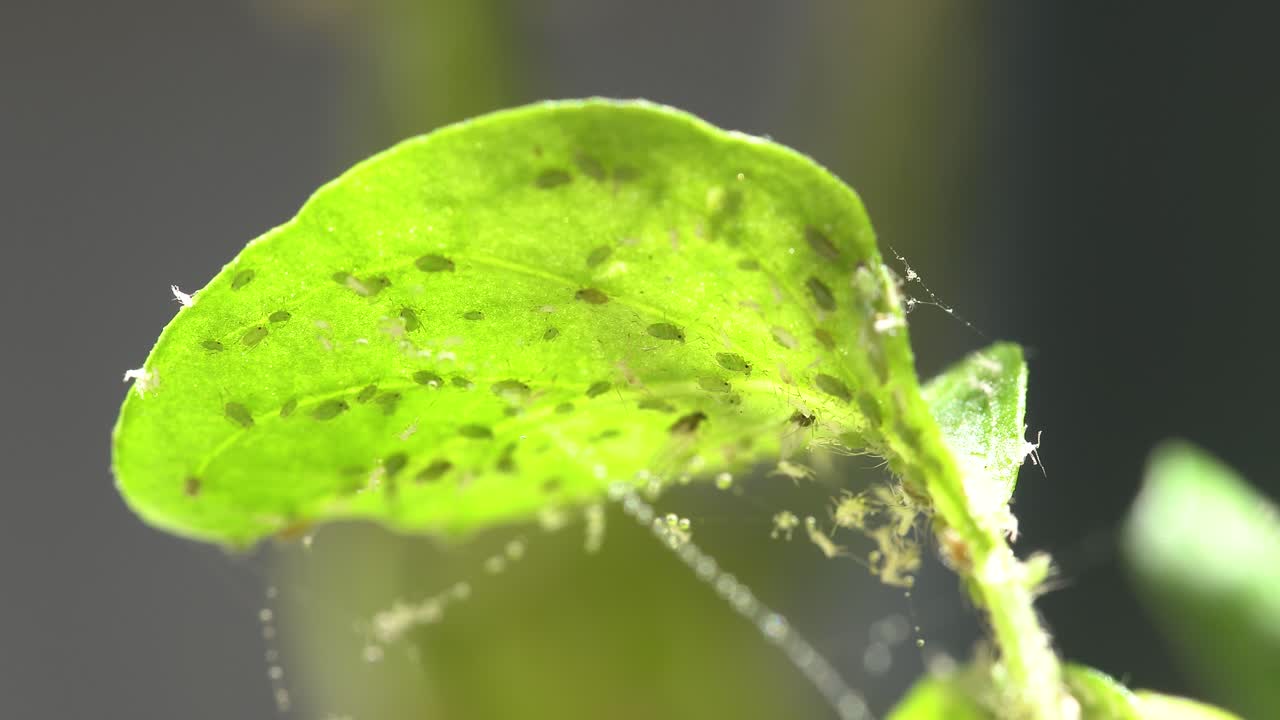 해충으로 뒤덮인 채소 작물의 클로즈업