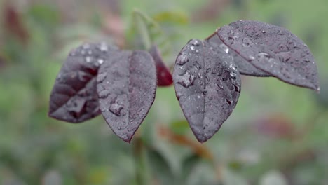 dark purple leaves with water droplets