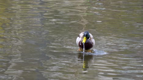 drake mallard grooming itself at the creek during daytime in yangjaecheon stream, seoul, south korea