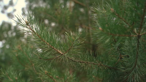 Close-Up-Of-A-Pine-Tree-Branch-3