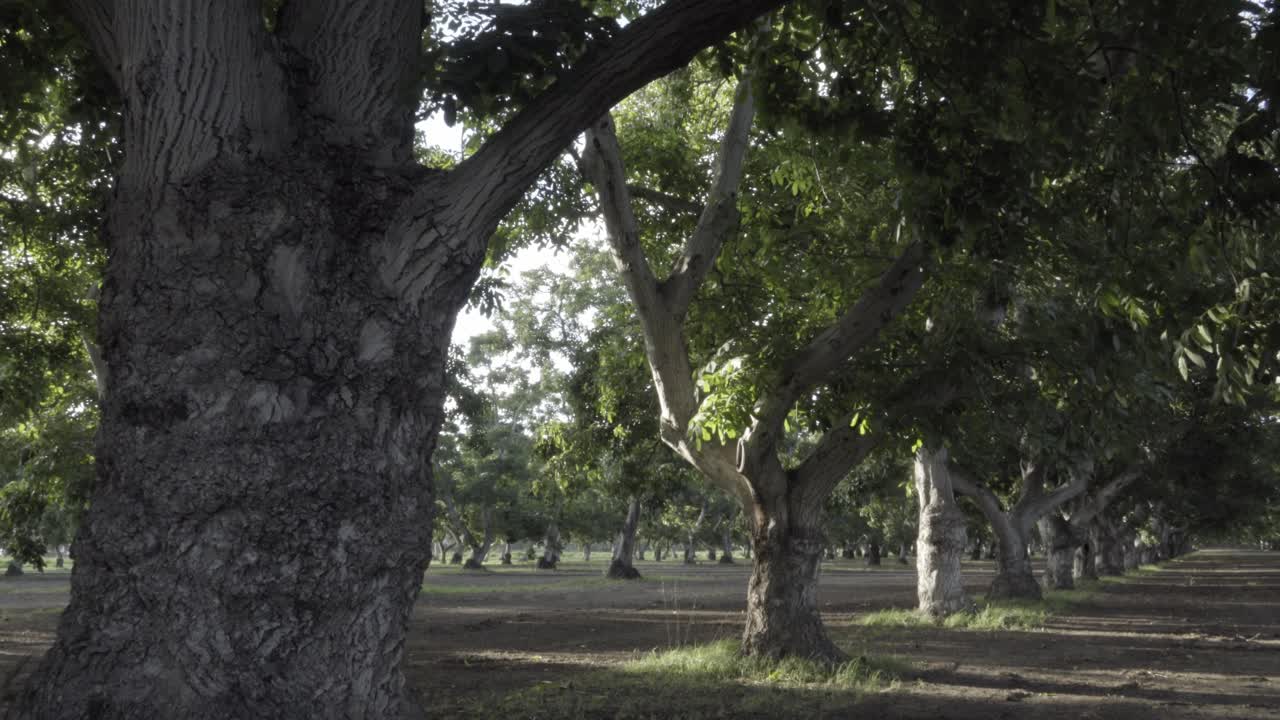 роща ореховых деревьев подсолнухи и кукурузное поле богатые фермерские угодья и фруктовые сады долины ломпок калифорния