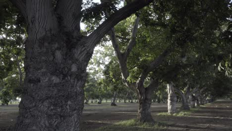 A-grove-of-walnut-trees-sunflowers-and-corn-field-rich-farm-land-and-orchard-country-of-the-Lompoc-Valley-California