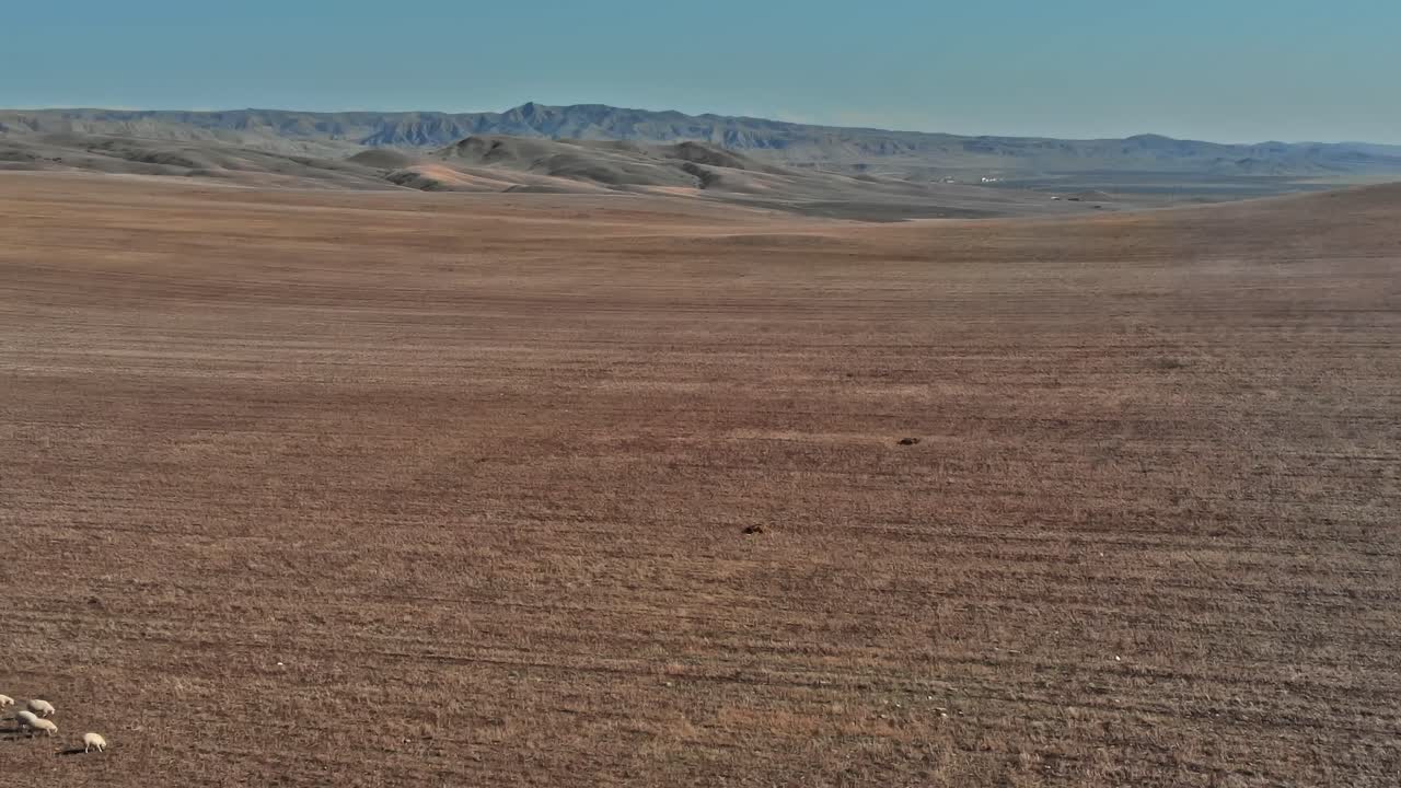 Bando de pássaros voando sobre uma vasta planície na Geórgia, Cáucaso