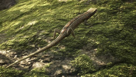 a viviparous lizard stands on a stone overgrown with moss in the morning sunny forest. a lizard standing on a stone in a typical habitat. looping animations are for animals, nature, or education.