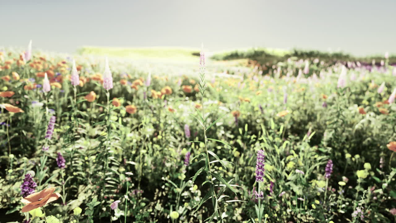 colorido prado de flores silvestres