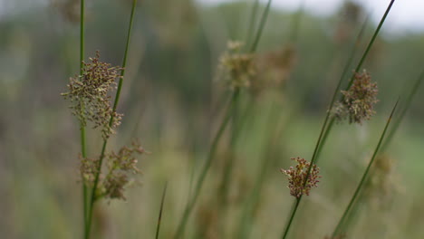 cerca de hierba o matorrales con cabeza de semilla que crece en el campo