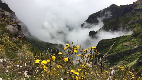 Misty-fog-rising-timelapse-20-million-year-old-Laurissilva-Madeira-forest-Macaronesia-UNESCO-World-Heritage-Site-Laurus-Ocotea-fetus-Apollonias-barbujana-Persea-indica-Clethra-arborea