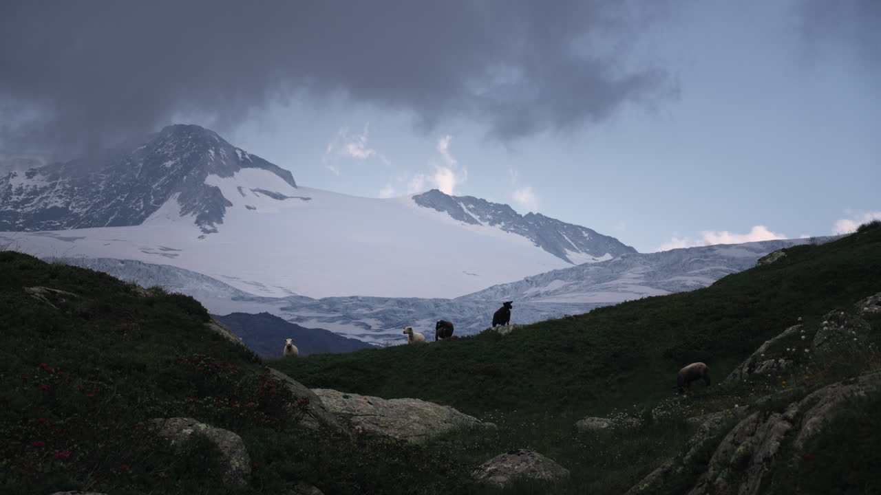 Alpine Sheep and Glacier Landscape