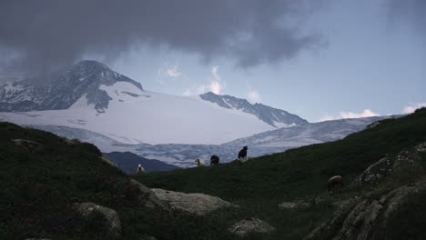 alpine sheep and glacier landscape
