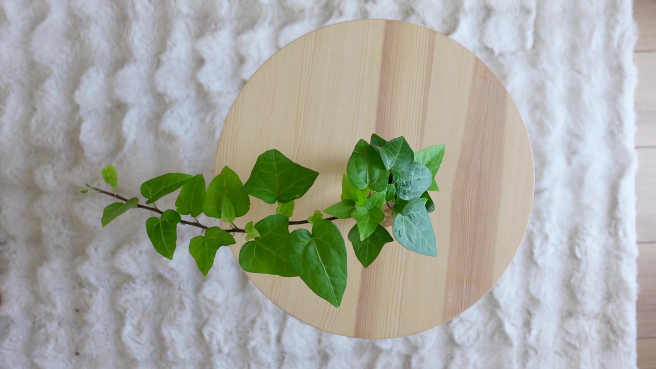 Ripresa dall'alto di una pianta verde in vaso su un tavolo di legno.