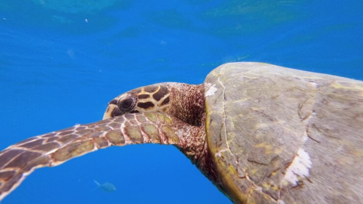 Cinematic slow motion close-up of a Hawksbill sea turtle gliding through turquoise ocean water in the Seychelles, near big sister island 005 30fps