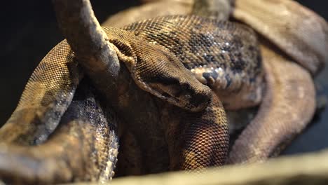 hog boa constrictor coiled up in tree with tiny ants crawling all over it