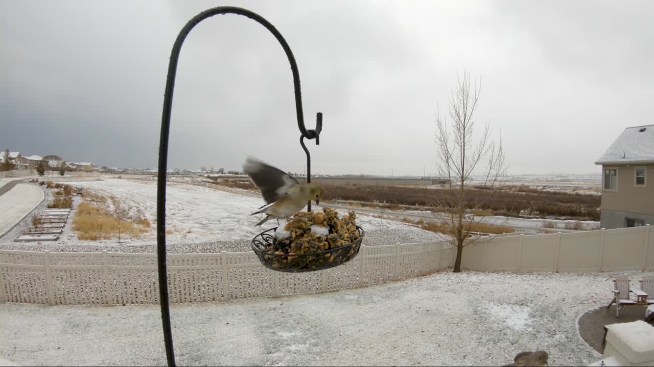 американский золотистый снегирь и домовый вьюрок посещают кормушку зимой во время небольшого снега - замедленная съемка
