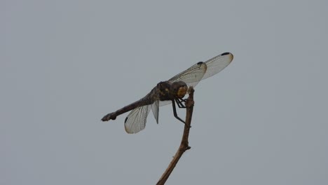 beautiful dragonfly in sky waiting for pry