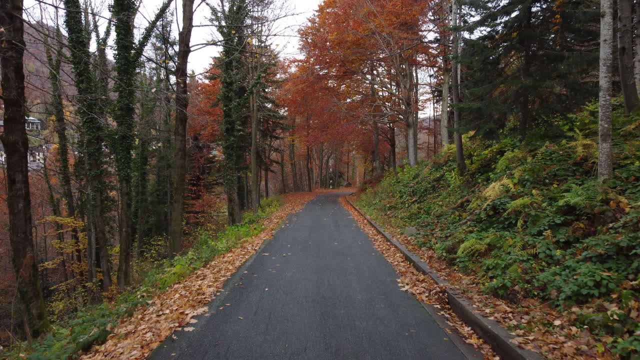 산 숲, 노란색과 빨간색 단풍 나무의 가을 도로