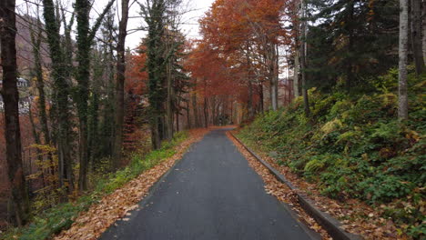 Autumn-road-in-mountain-forest,-yellow-and-red-foliage-trees