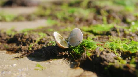 Open-shell-on-a-beach-with-sand-and-green-moss-on-a-sunny-day-slowmotio