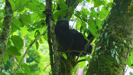 bebé gorila en su hábitat natural en lo alto de los árboles mirando hacia abajo