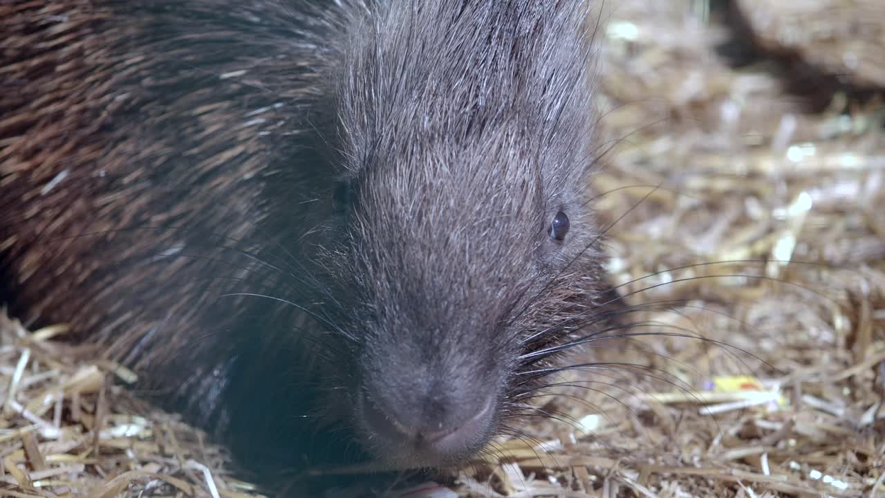 Close-up of a Porcupine