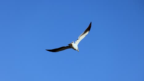 a great black-backed gull gracefully flies against a clear blue sky, captured in a serene coastal setting