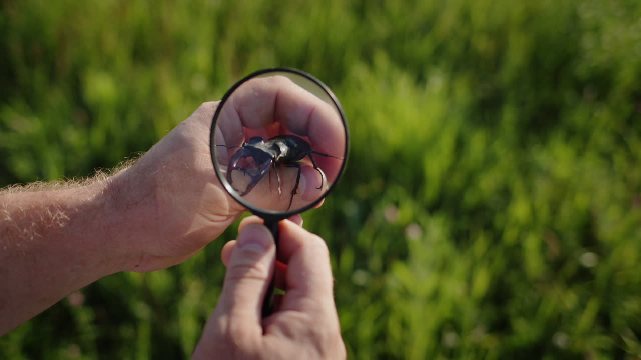 연구원은 돋보기 2를 통해 큰 사슴 딱정벌레를 본다