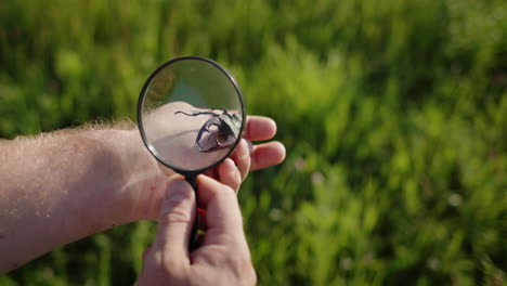 researcher looks at large deer beetle through a magnifying glass 2