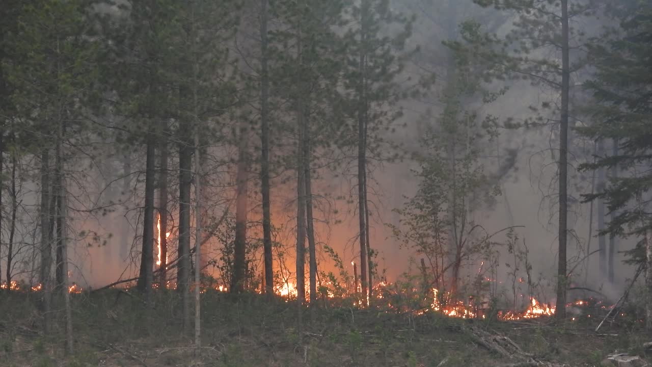격렬 한 산불 은 나무 들 을 불꽃 에  ⁇ 싸고 두꺼운 연기를 만들어 낸다