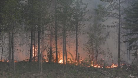 un intenso incendio forestal envuelve a los árboles en llamas, creando un humo espeso