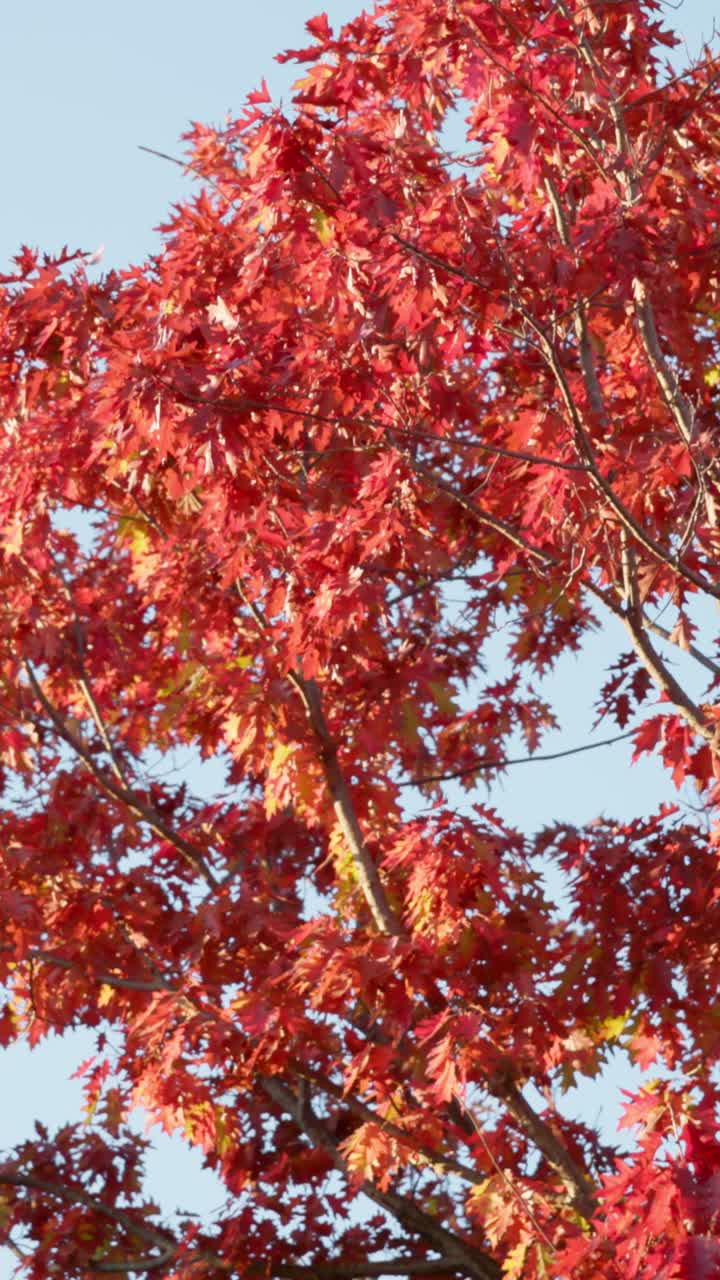 Vertical closeup shot of red and orange autumn leaves on tree in Canberra. Stunning fall foliage detail showcasing Australia's bush capital seasonal beauty and natural environment late afternoon