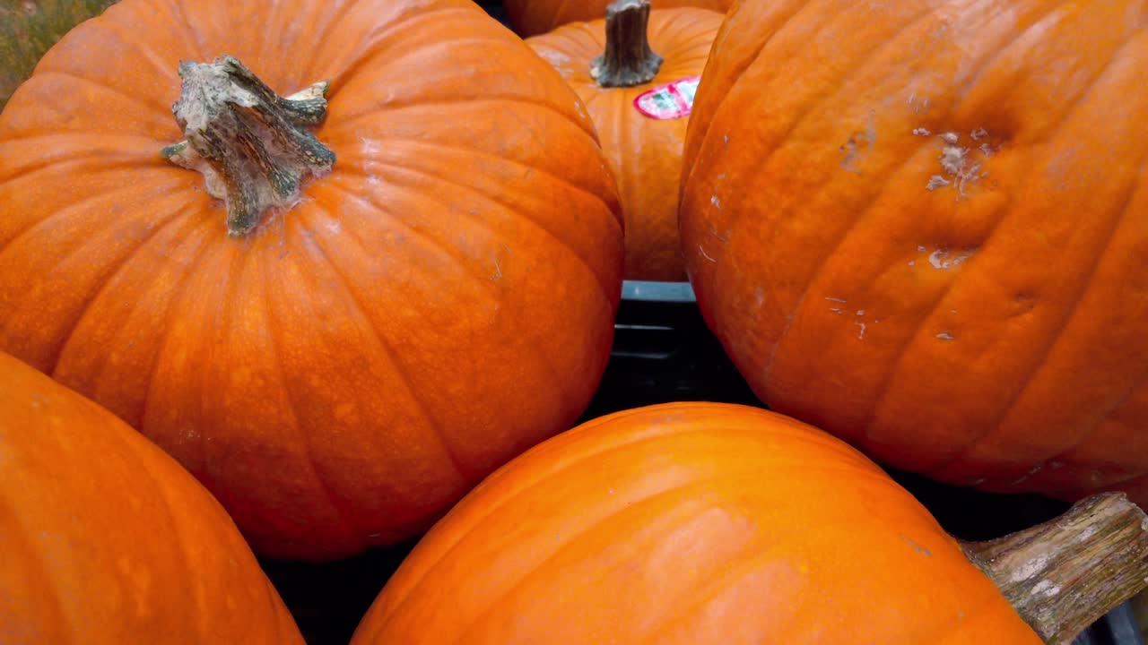Closeup Of Pumpkins In The Grocery Store