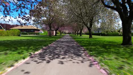 corriendo a través de flores de cerezo blancas y rosas