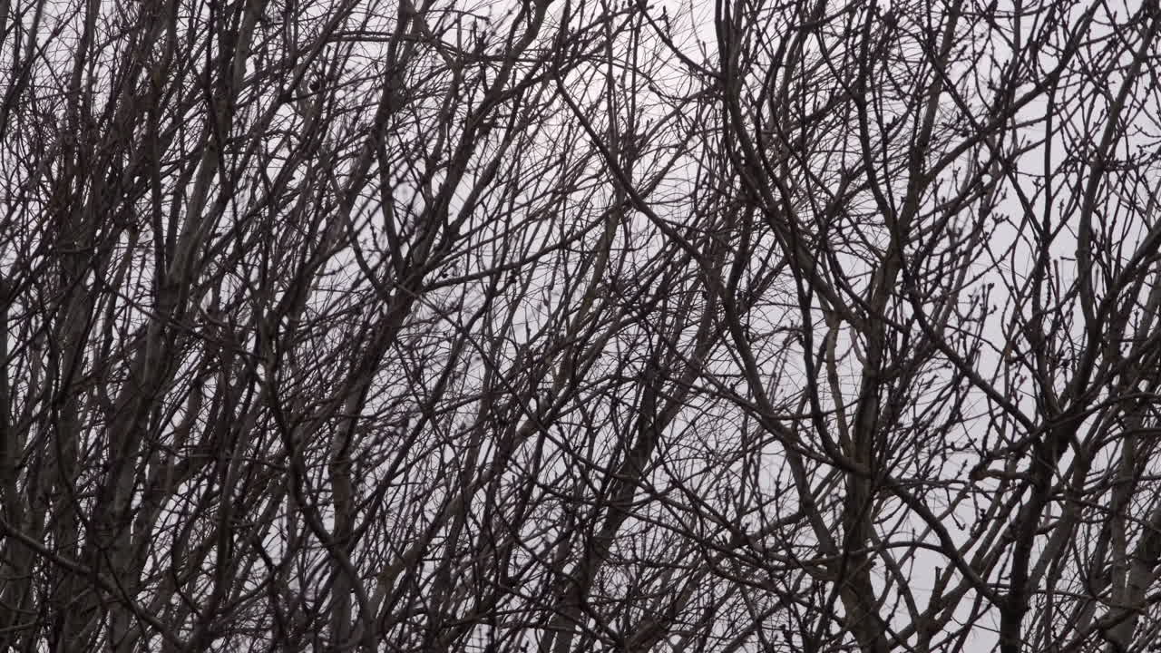 Limbs and branches on Leafless trees swaying in extreme high winter wind, England