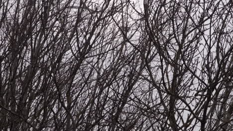 limbs and branches on leafless trees swaying in extreme high winter wind, england