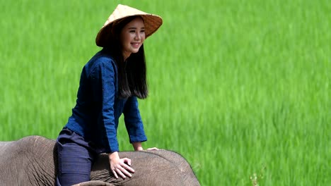 woman riding elephant in rice paddy