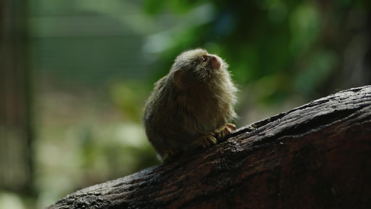dos titíes pigmeos orientales moviéndose a lo largo de una rama frente a la cámara antes de que uno se quede sin tiro a lo largo de un árbol