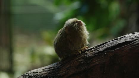 two eastern pygmy marmoset moving along a branch infront of the camera before one runs out of shot along a tree