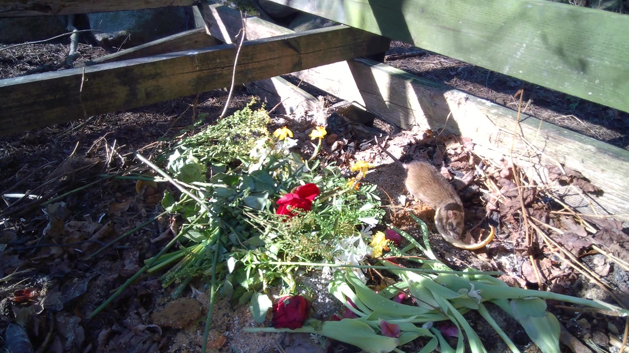 The brown rat (Rattus norvegicus) takes a melon rind from the compost pile and carries it away. Estonia. Suitable for urban wildlife studies.